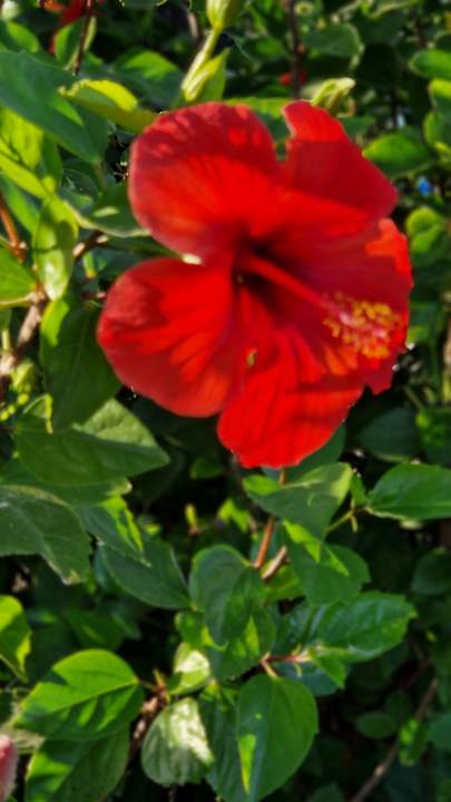 Gartenanlage Sherwood Exclusive Lara