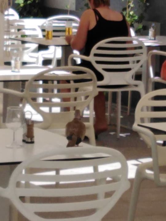 Gastro LABRANDA Marieta - Adults only