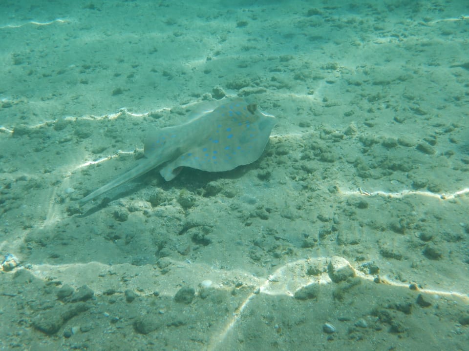 Sport & Freizeit Jaz Makadi Saraya Resort