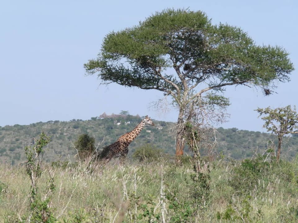 Giraffe im Hintergrund die Lions Bluff Lodge Lions Bluff Safari Camp