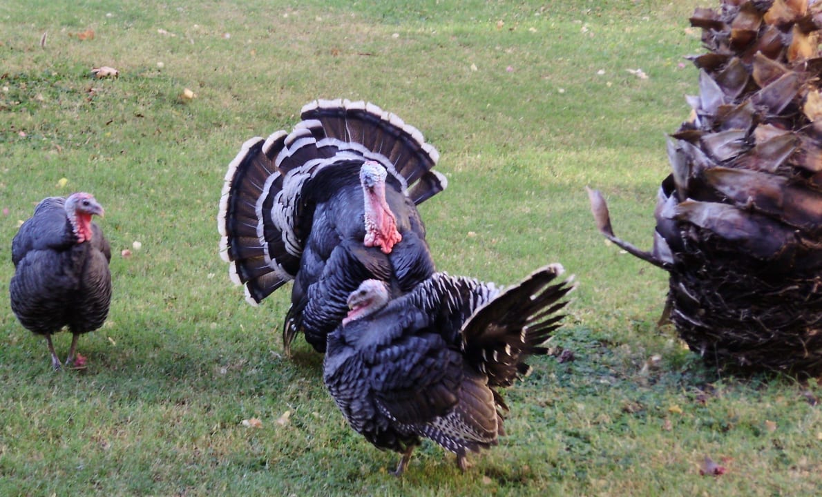 Morgendlicher Weckdienst  VONRESORT Golden Beach