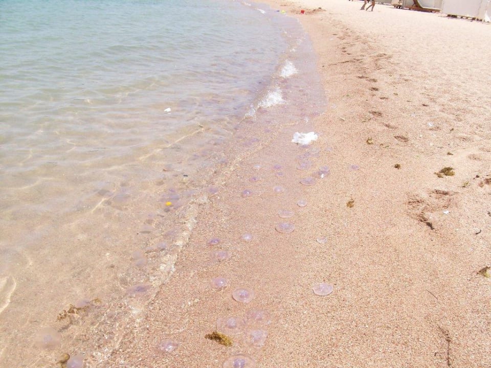 Quallenplage Stella Beach Resort & Spa Makadi Bay