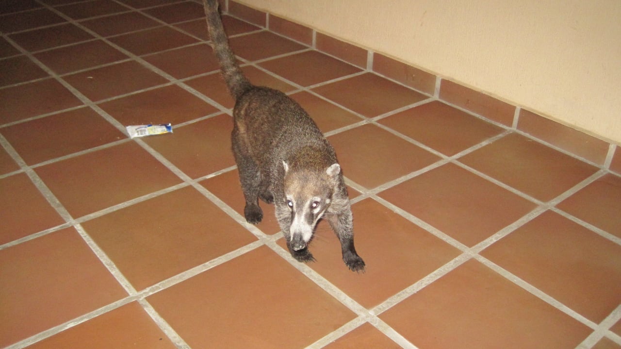 Nasenbär  Sandos Playacar Beach Resort