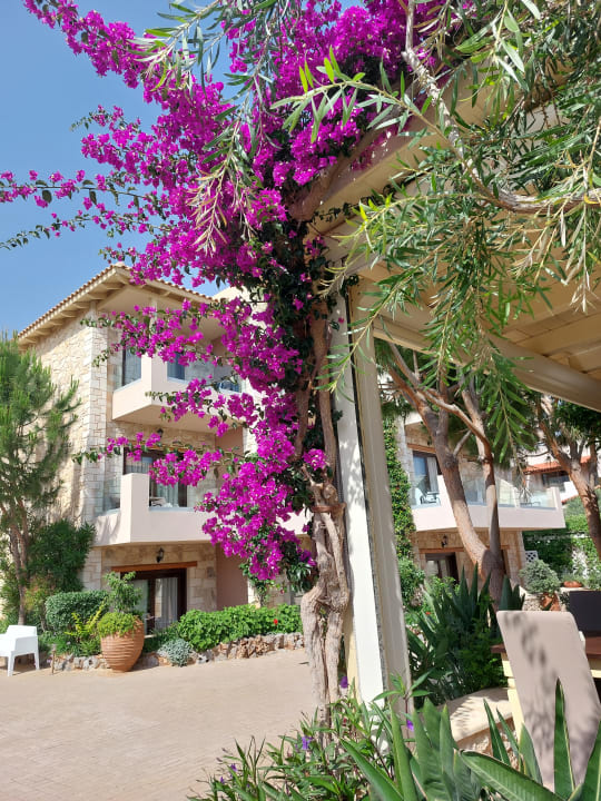 Gartenanlage Cactus Royal