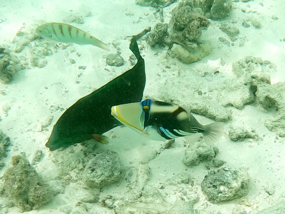 Sport & Freizeit NH Collection Maldives Reethi Resort