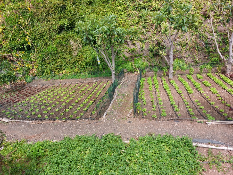 Gartenanlage Saccharum