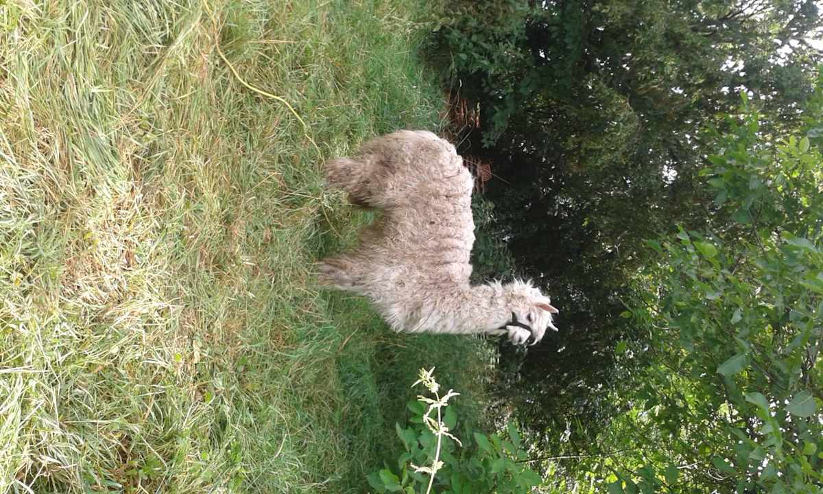 Alpaka Lola, noch mit Langhaar-Frisur  Ferienbauernhof Unkel