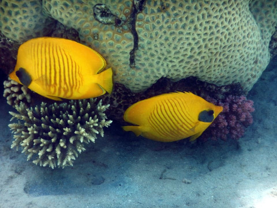 Am Hausriff Cleopatra Luxury Resort Makadi Bay