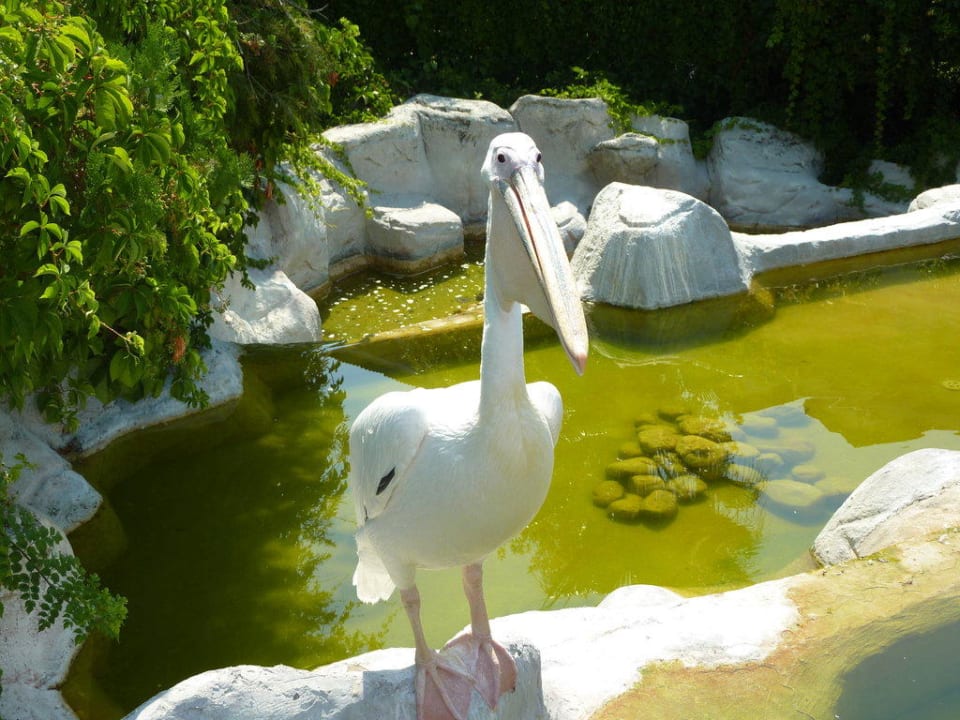 Pelikan Alba Resort Hotel