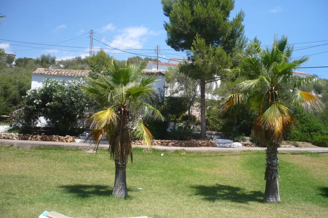 Palmen Iberostar Waves Cala Domingos