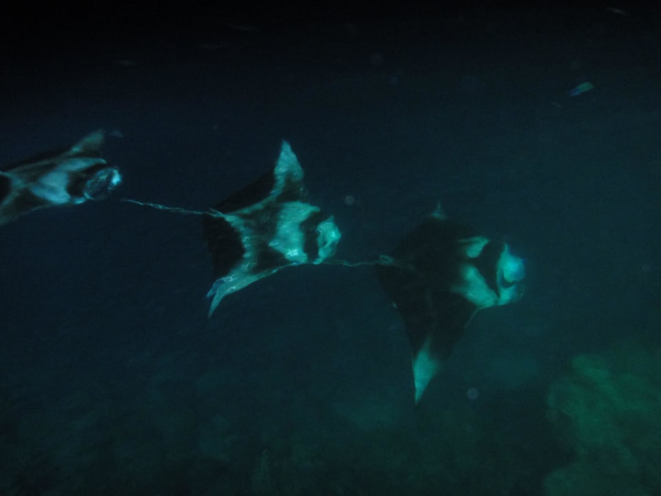 Mantas an der Tauchschule Sun Siyam Olhuveli