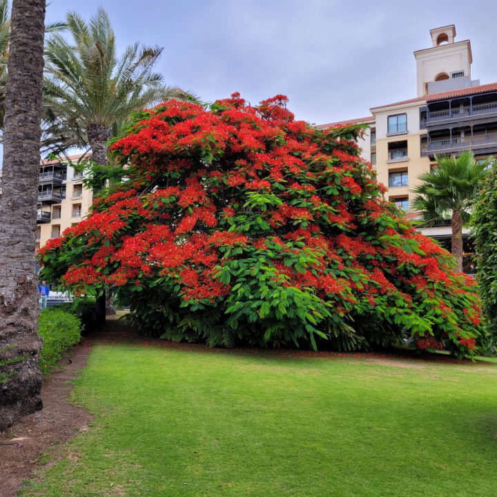 Gartenanlage Lopesan Costa Meloneras, Resort & Spa