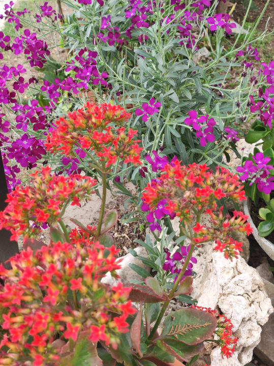 Außenansicht Iz Flower Side Beach Hotel