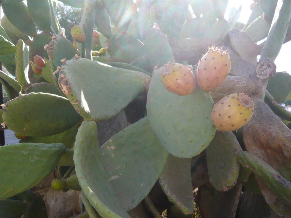 Kaktusfeige vor dem Hotel Vantaris Luxury Beach Resort