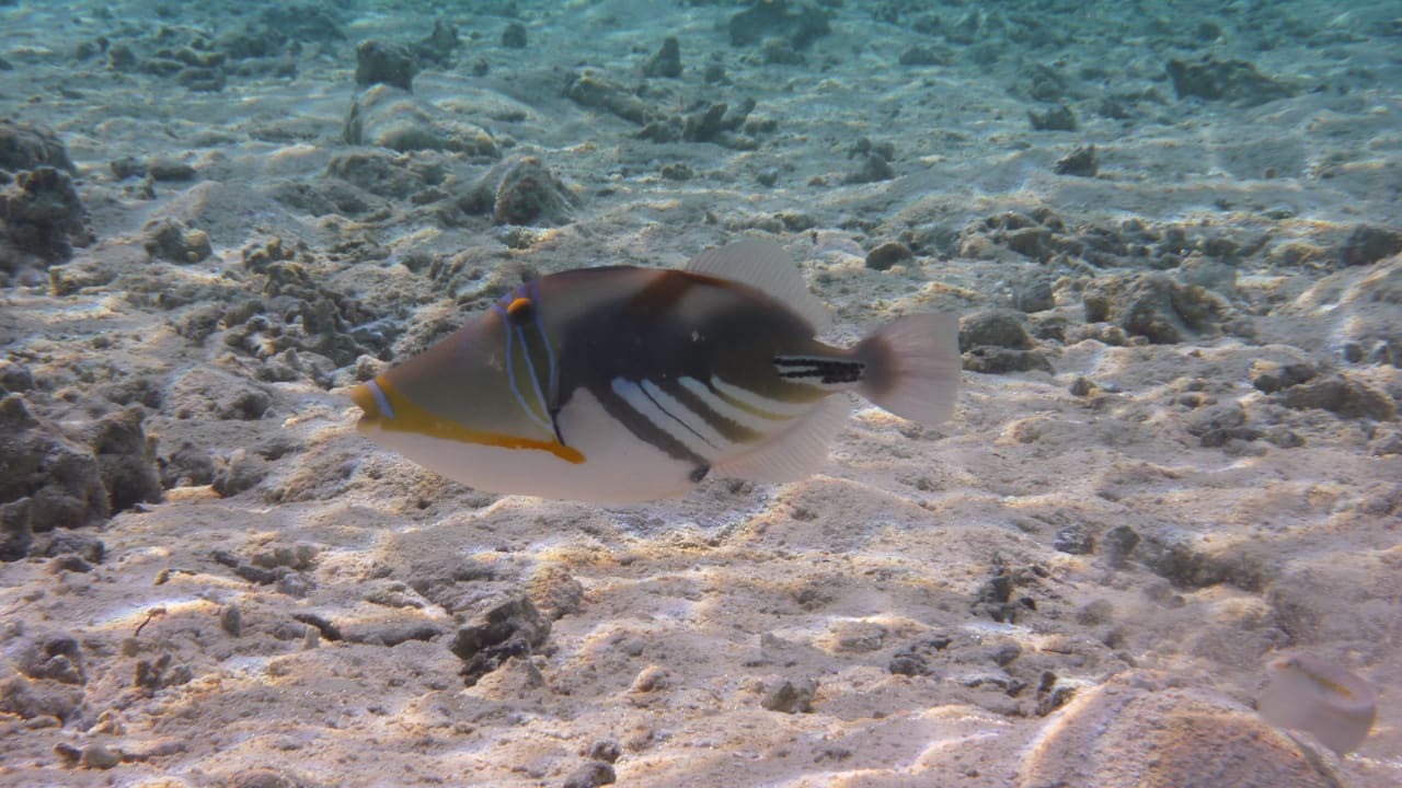 Picasso Drückerfisch Angaga Island Resort