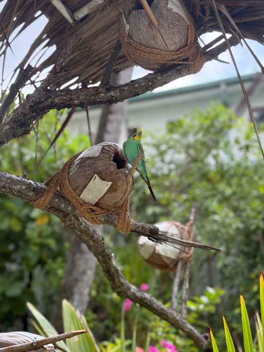 Gartenanlage Thulhagiri Island Resort
