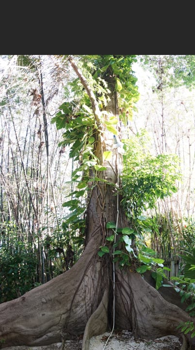 Gartenanlage Samsara Cliff Resort