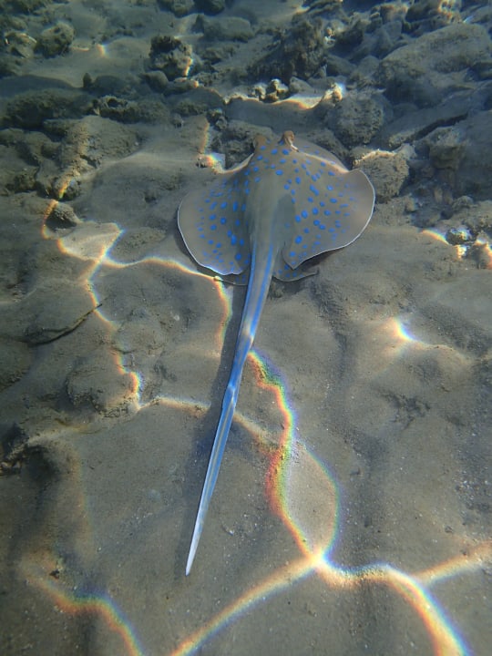 Strand Steigenberger Coraya Beach - Adults only