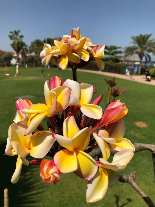 Gartenanlage Hotel Le Meridien Al Aqah Beach Resort