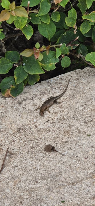 Gartenanlage Royal Zanzibar Beach Resort