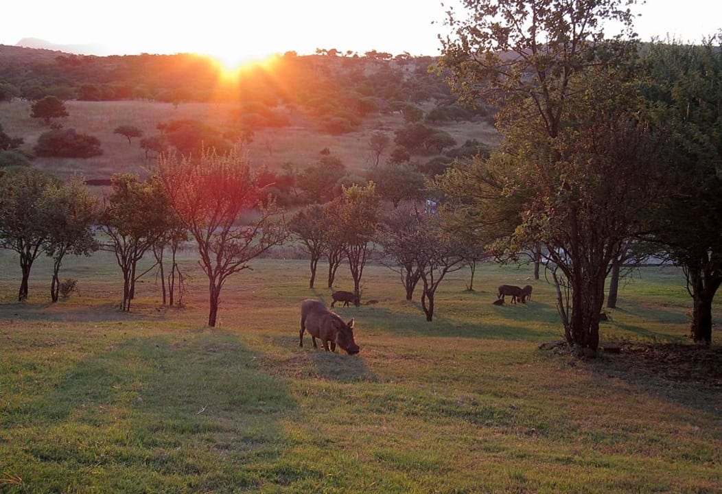 Die Warzenschweine kamen bis an die Lodge Hannah Game Lodge