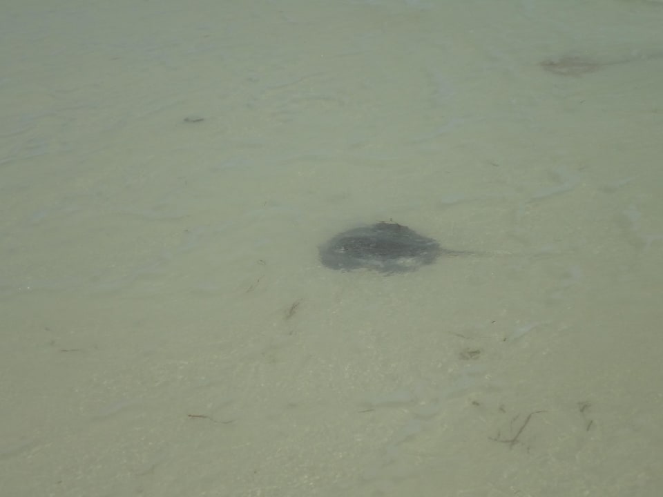 Baby Rochen Kuredu Island Resort & Spa