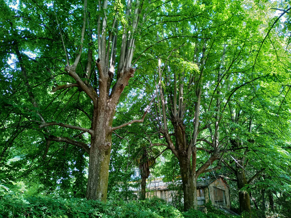 Gartenanlage Grand Hotel Tettuccio