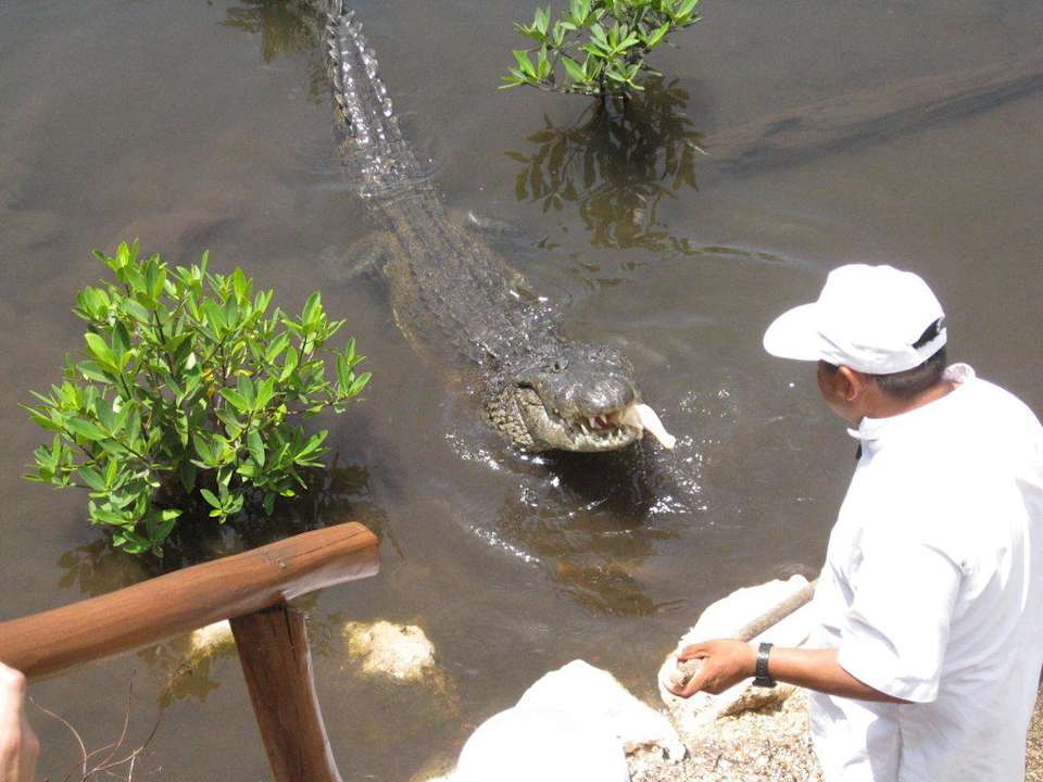 Kroko-Fütterung Grand Palladium Select White Sand Resort & Spa