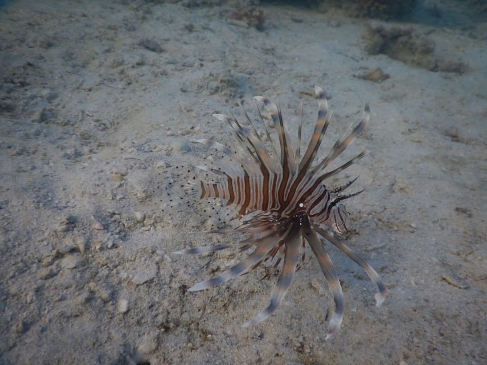 Sport & Freizeit Three Corners Fayrouz Plaza Beach Resort