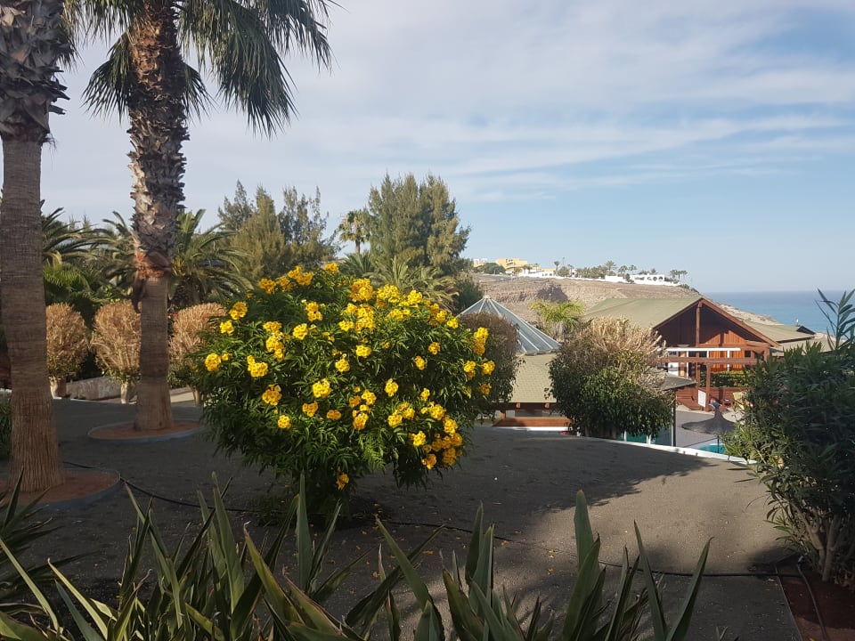 Gartenanlage Marina Playa Suite Hotel