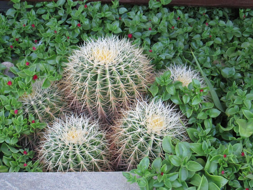 Озеленение террасы Marlin Inn Azur Resort