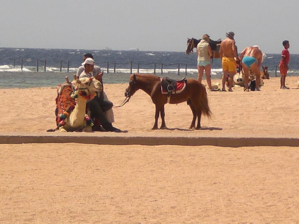 Strand TUI MAGIC LIFE Redsina Sharm El Sheikh