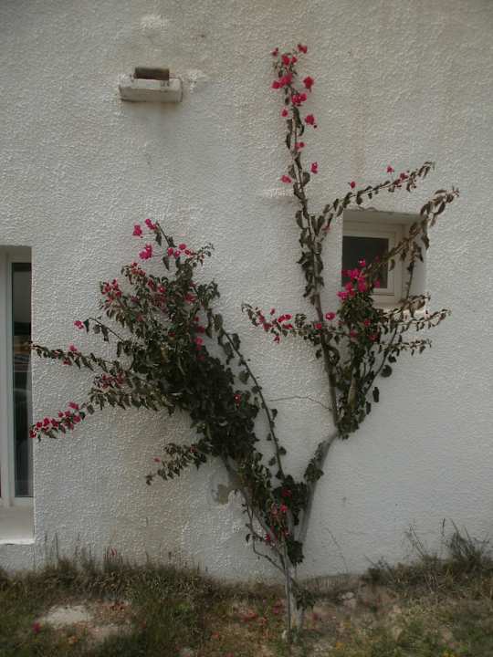 Gewächs an unserem Bungalow Hotel El Mouradi Djerba Menzel