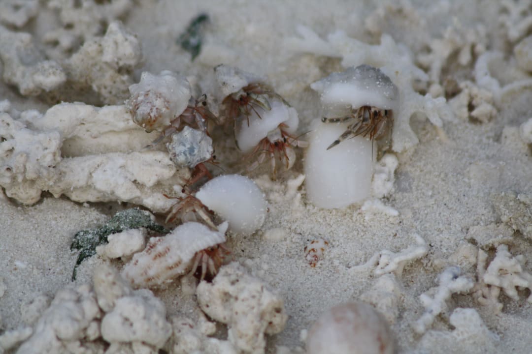 Party der Einsiedlerkrebse Meeru Maldives Resort Island