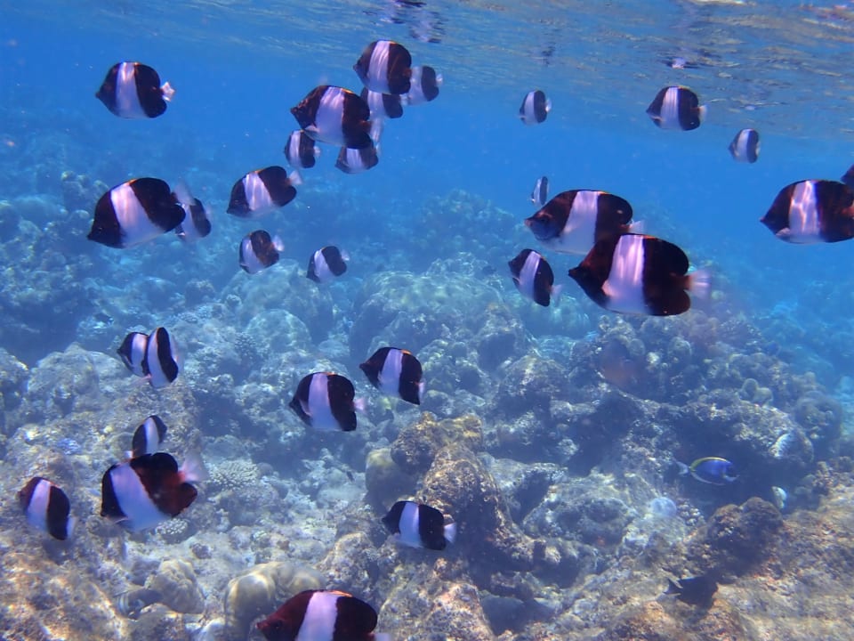 Sport & Freizeit Filitheyo Island Resort