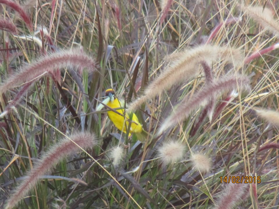 Webervogel bei der Arbeit Hilton Salalah  Resort