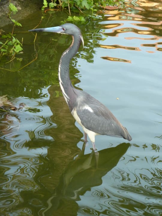 Tiere (aus dem Zweithotel) Punta Cana Princess All Suites Resort & Spa