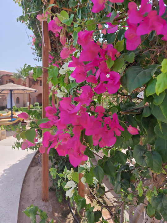 Gartenanlage Sultan Bey Hotel, El Gouna