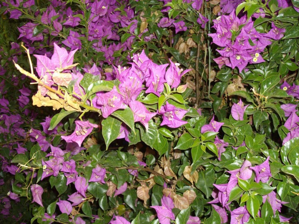 Exotische Blumen Hotel Club Life Kizilot