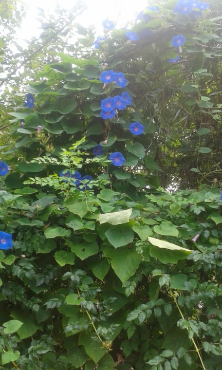 Weg zum Strand Merve Sun Hotel & Spa