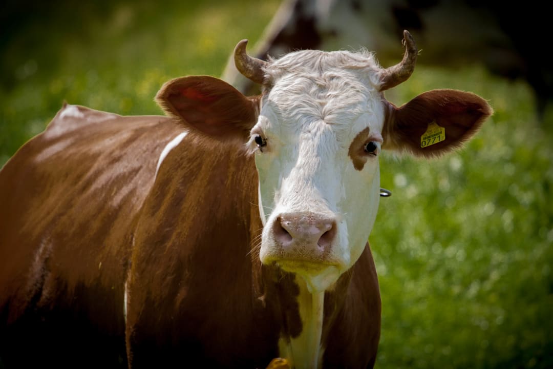 Sonstiges Ferienhaus Stockli