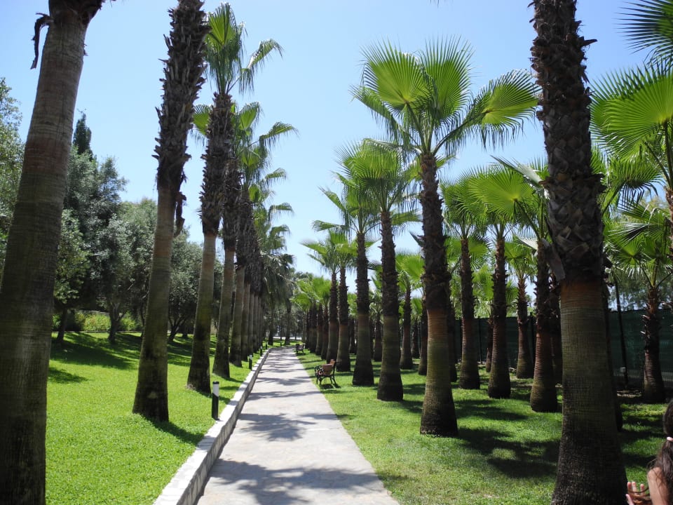 Palmenallee zum Strand Miramare Queen Hotel