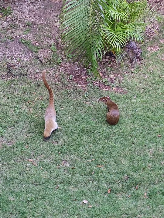 Gartenanlage Hotel Riu Playacar