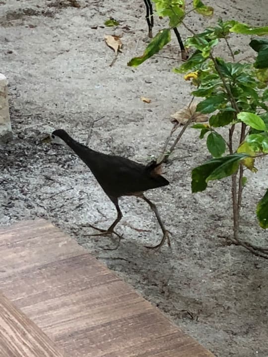 Sonstiges Sun Siyam Olhuveli