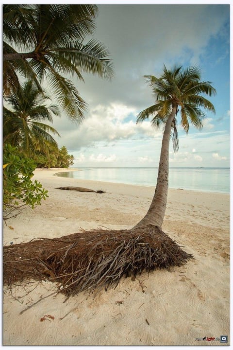 Klischeepalme Filitheyo Island Resort