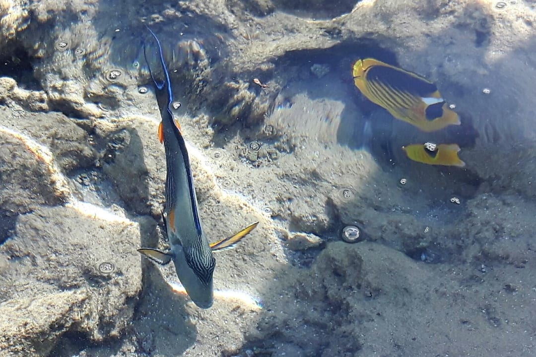 Strand Pickalbatros Citadel Resort