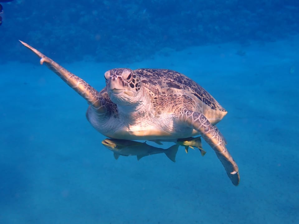 Außenansicht Hilton Marsa Alam Nubian Resort