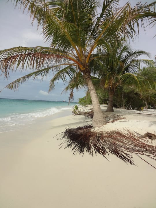 Tolle Palmen gab es Kuredu Island Resort & Spa