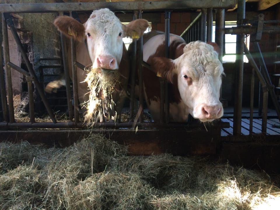 Sonstiges Wiesenberghof