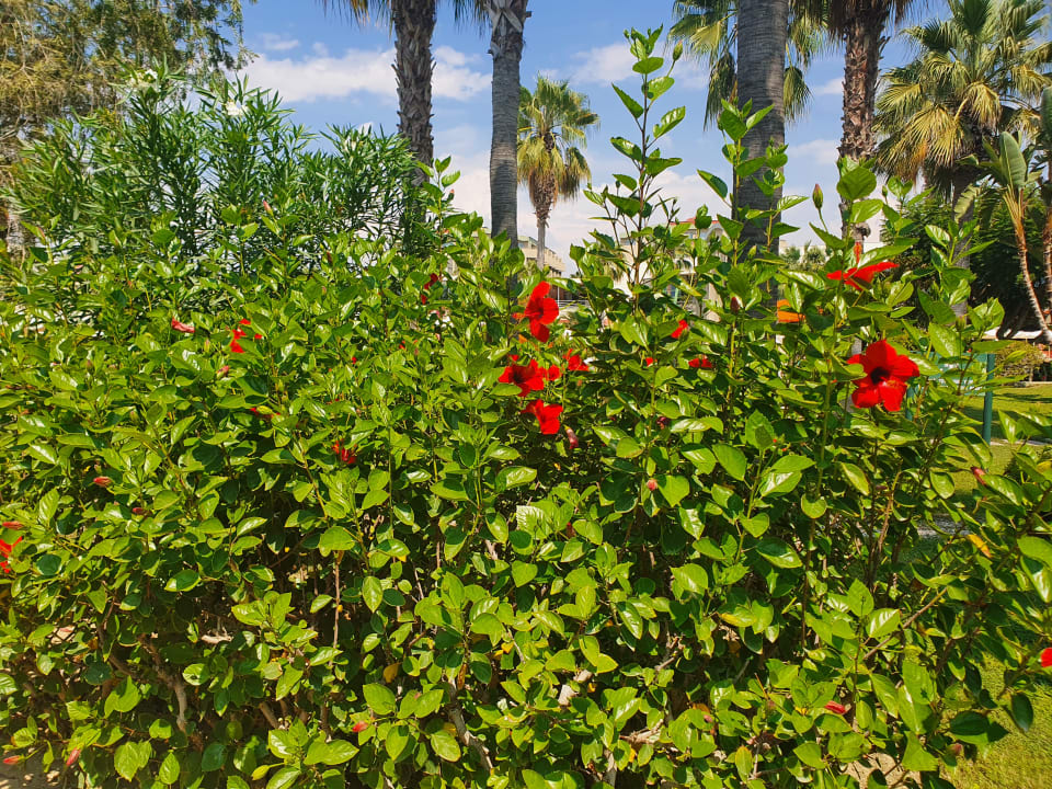 Gartenanlage VONRESORT Golden Coast